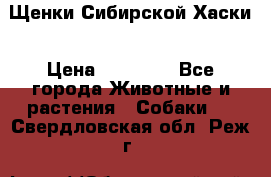 Щенки Сибирской Хаски › Цена ­ 20 000 - Все города Животные и растения » Собаки   . Свердловская обл.,Реж г.